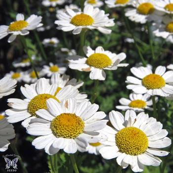 Feverfew