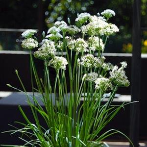 Garlic Chives