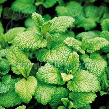 Lemon Balm