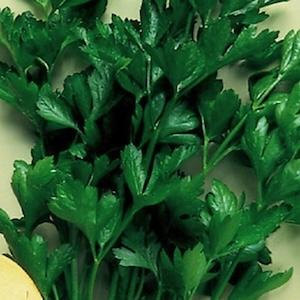 Parsley