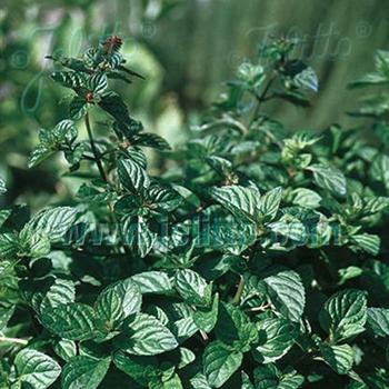 Peppermint