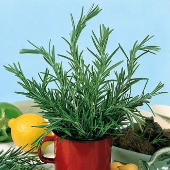 Rosemary