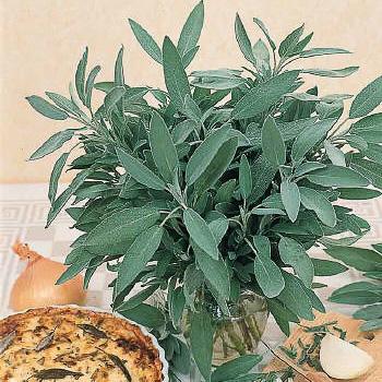 Sage