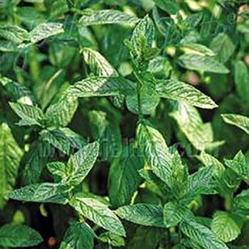 Spearmint