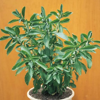 Stevia