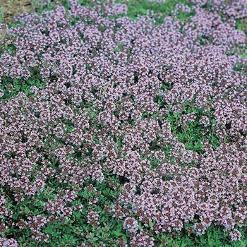 Thyme