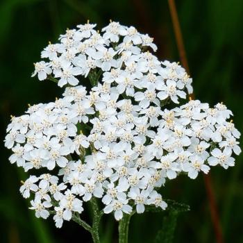 Yarrow