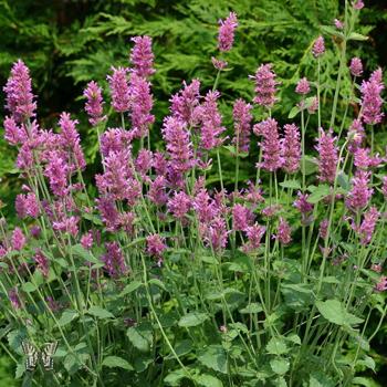Agastache