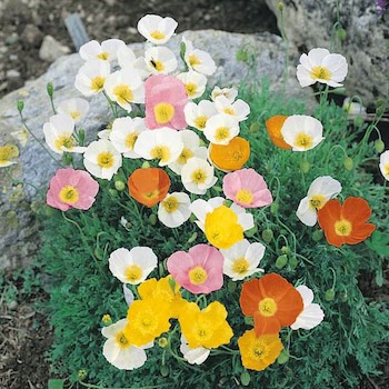 Alpine Poppy