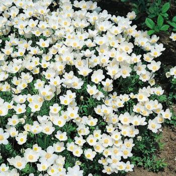 Anemone