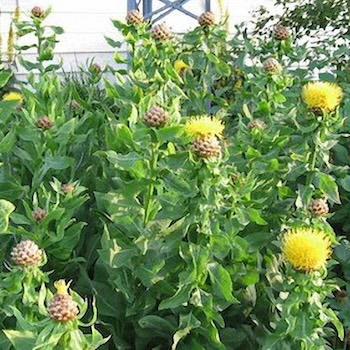 Armenian Basket Flower