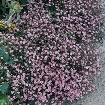 Baby's Breath