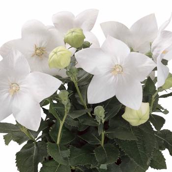 Balloon Flower