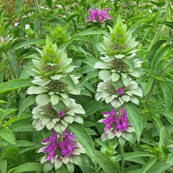 Bee Balm