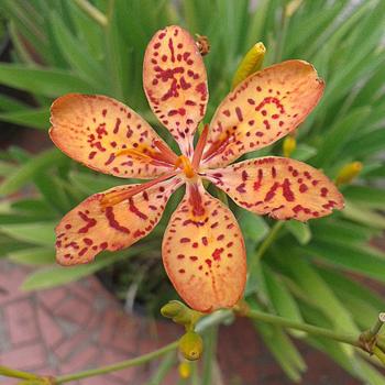Blackberry Lily