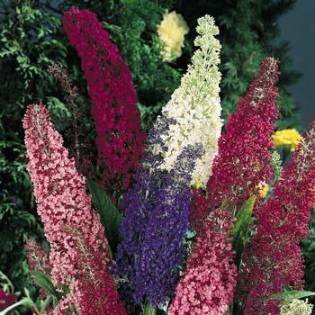 Butterfly Bush