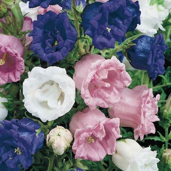 Campanula