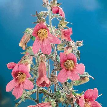 Chinese Foxglove