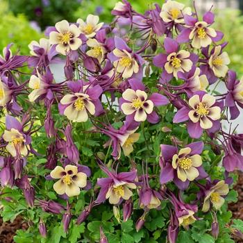 Columbine