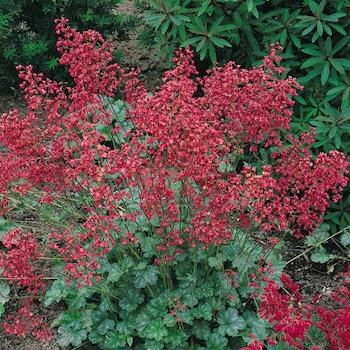 Coral Bells