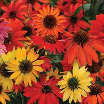 Echinacea