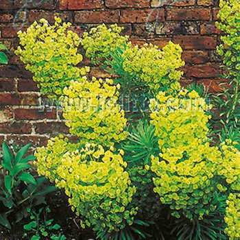 Euphorbia