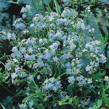 Forget-Me-Not