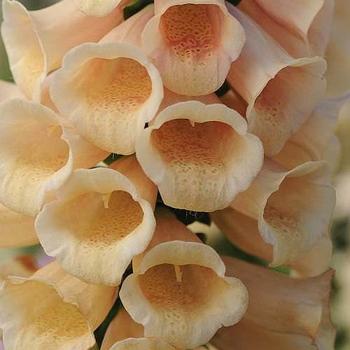 Foxglove
