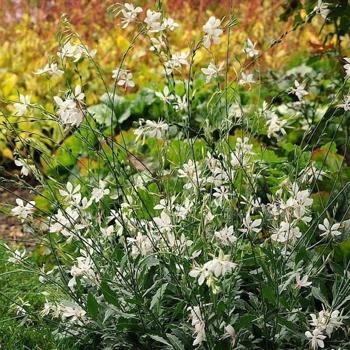 Gaura
