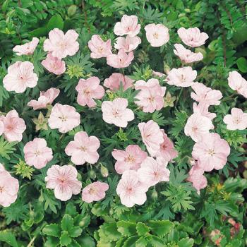 Pink Geranium flowers