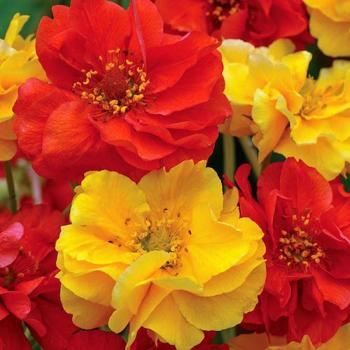 red Geum flowers