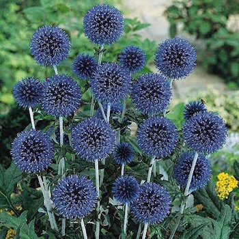 Globe Thistle