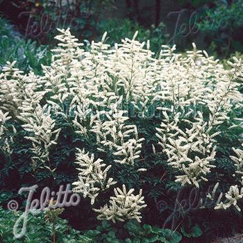 Goat's Beard