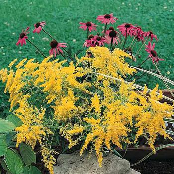 Goldenrod