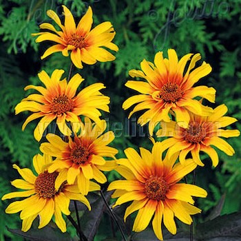 Heliopsis