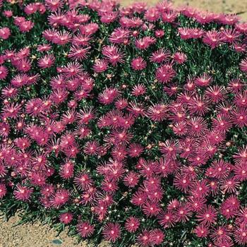 Ice Plant