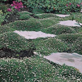 Irish Moss