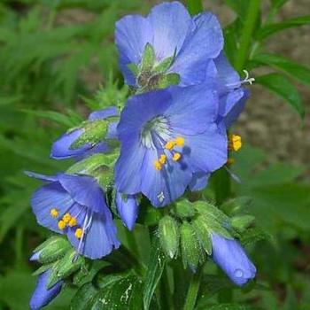 Jacob's Ladder