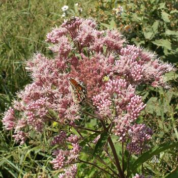 Joe-Pye Weed