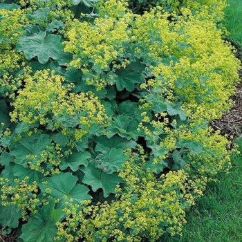Lady's Mantle