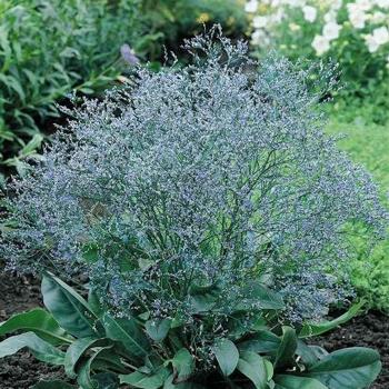 Limonium