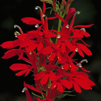 Lobelia