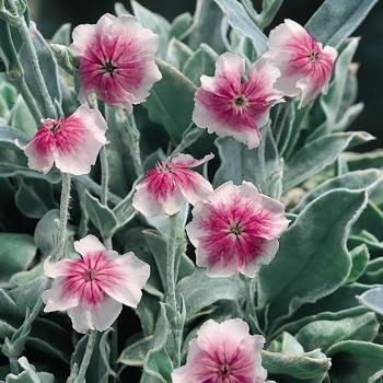 Lychnis