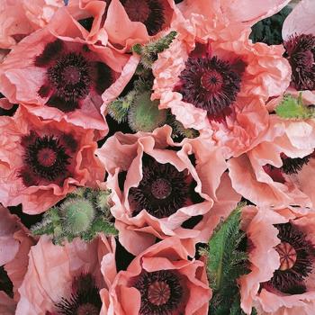 Oriental Poppy