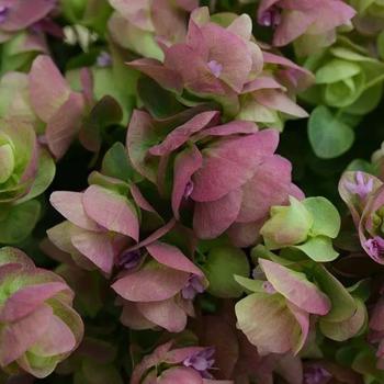 Ornamental Oregano