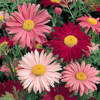 Painted Daisy