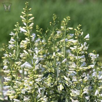Penstemon