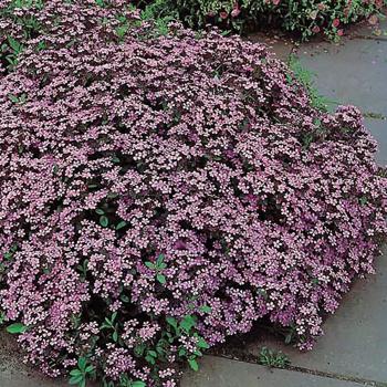 Saponaria