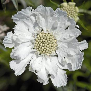 Scabiosa