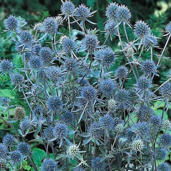 Sea Holly